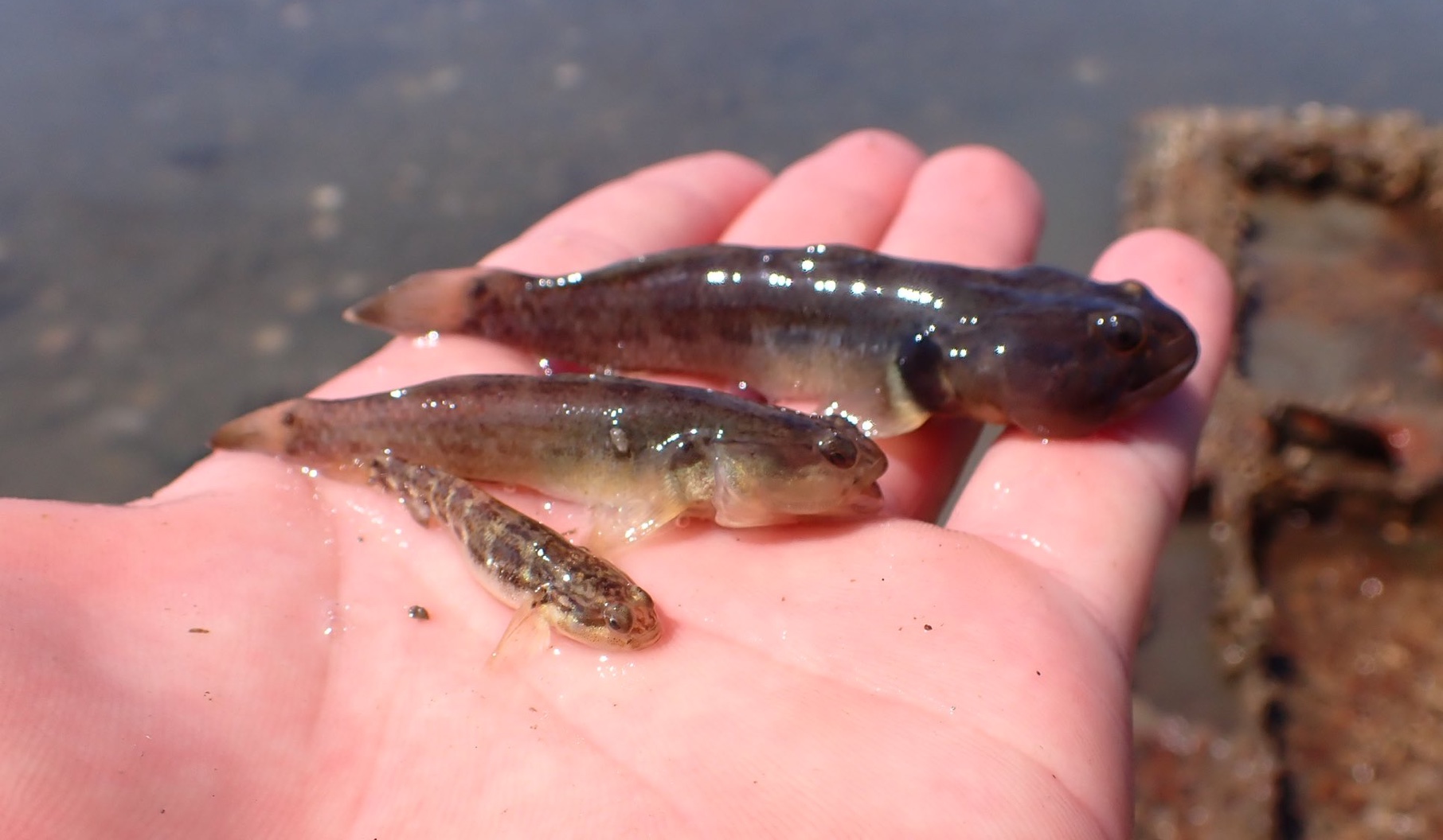 【海水原生】tridentiger nudicervicus 裸项缟虾虎夸示 摩斯密码虾虎