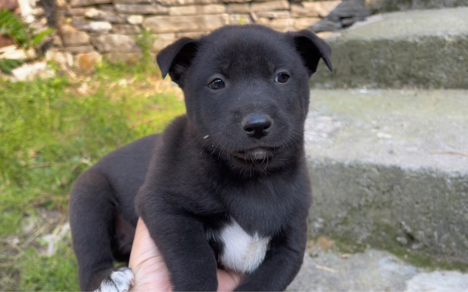 村里几十只小奶狗,根本玩不完!