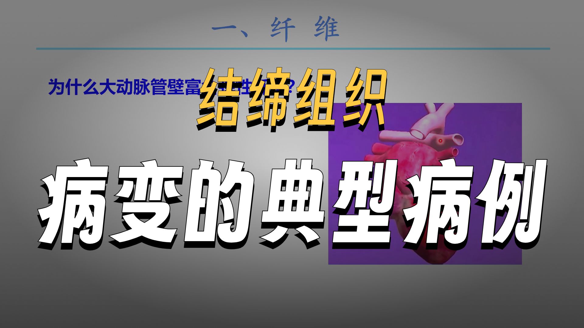 结缔组织（二）