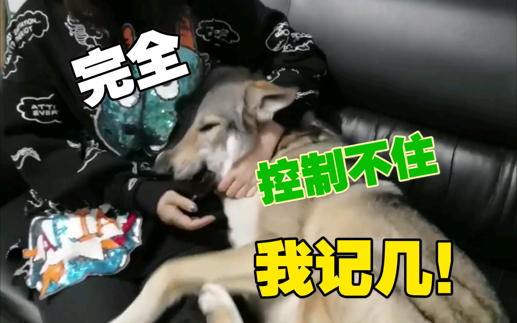 捷克狼犬淘气惨遭女主人扇耳光