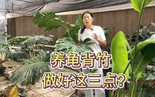 Download Video: 做好这三点，龟背竹叶片又厚又大