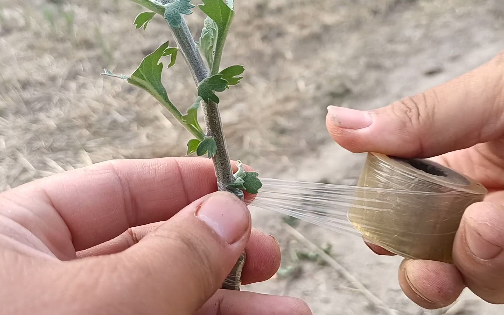 菊花嫁接常用的砧木图片