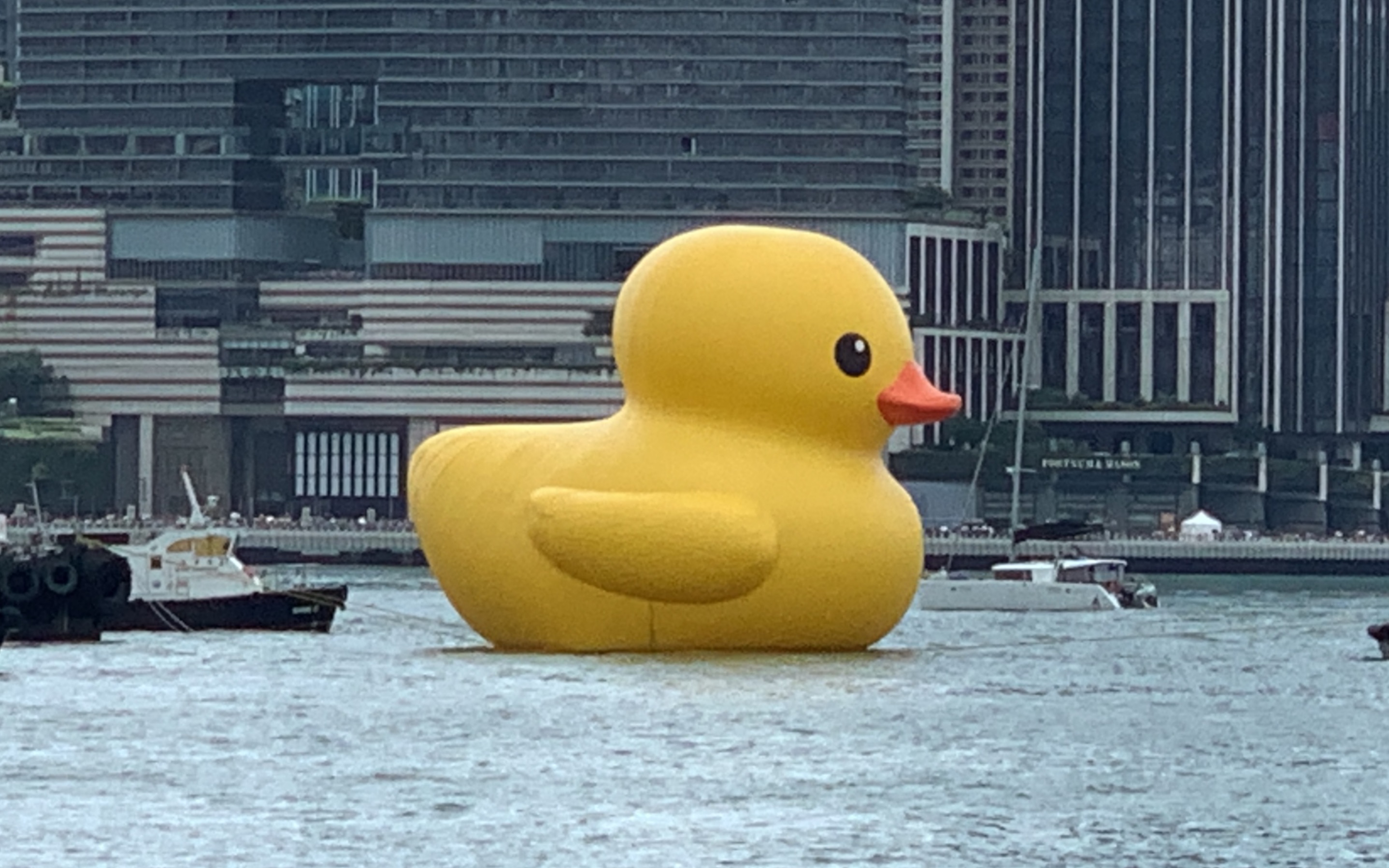 [图]巨型黄色橡皮鸭游过铜锣湾避风塘海面