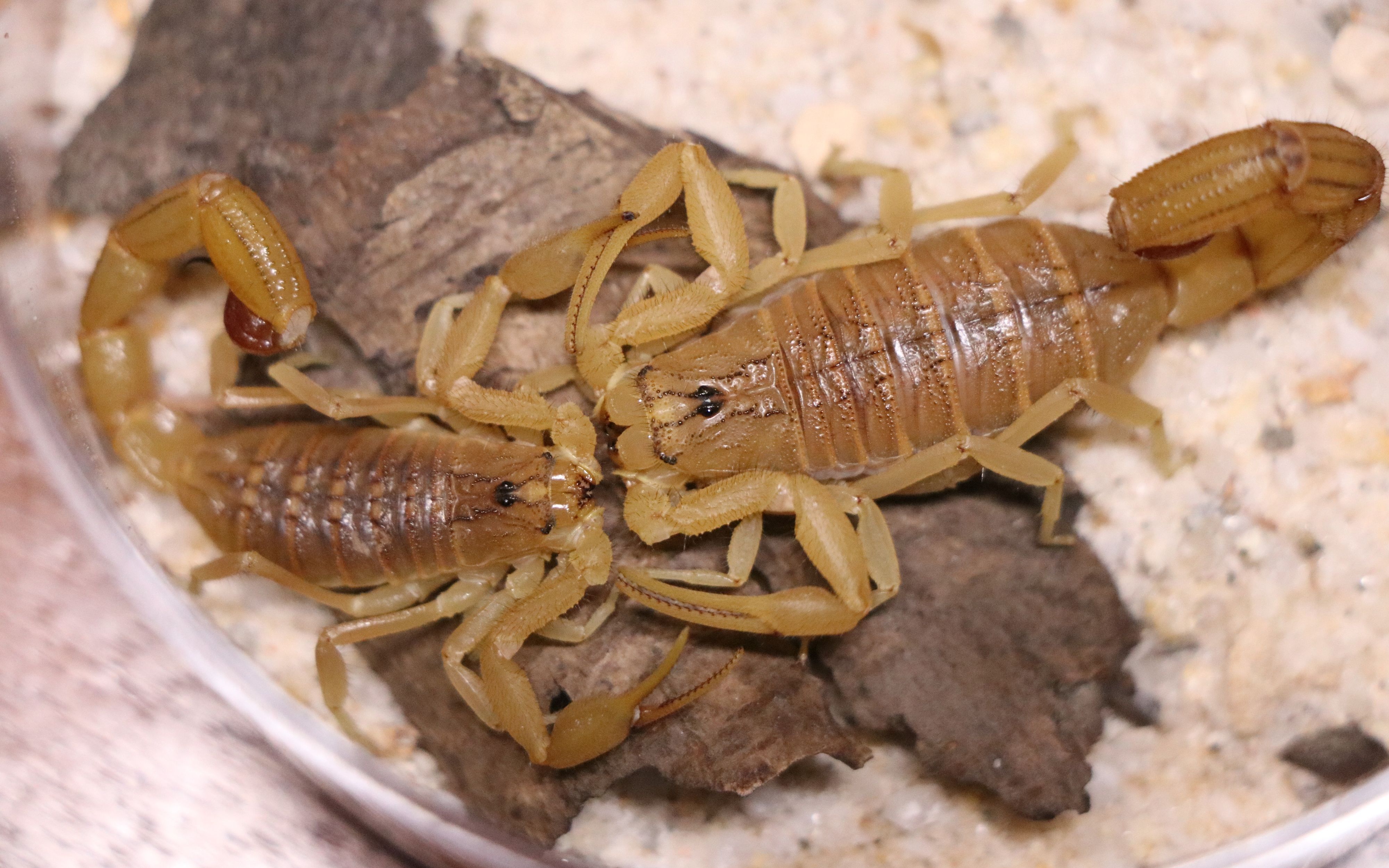 【蝎子】塔木尔霍屯督蝎hottentotta tamulus交配(坎坷的爱情)