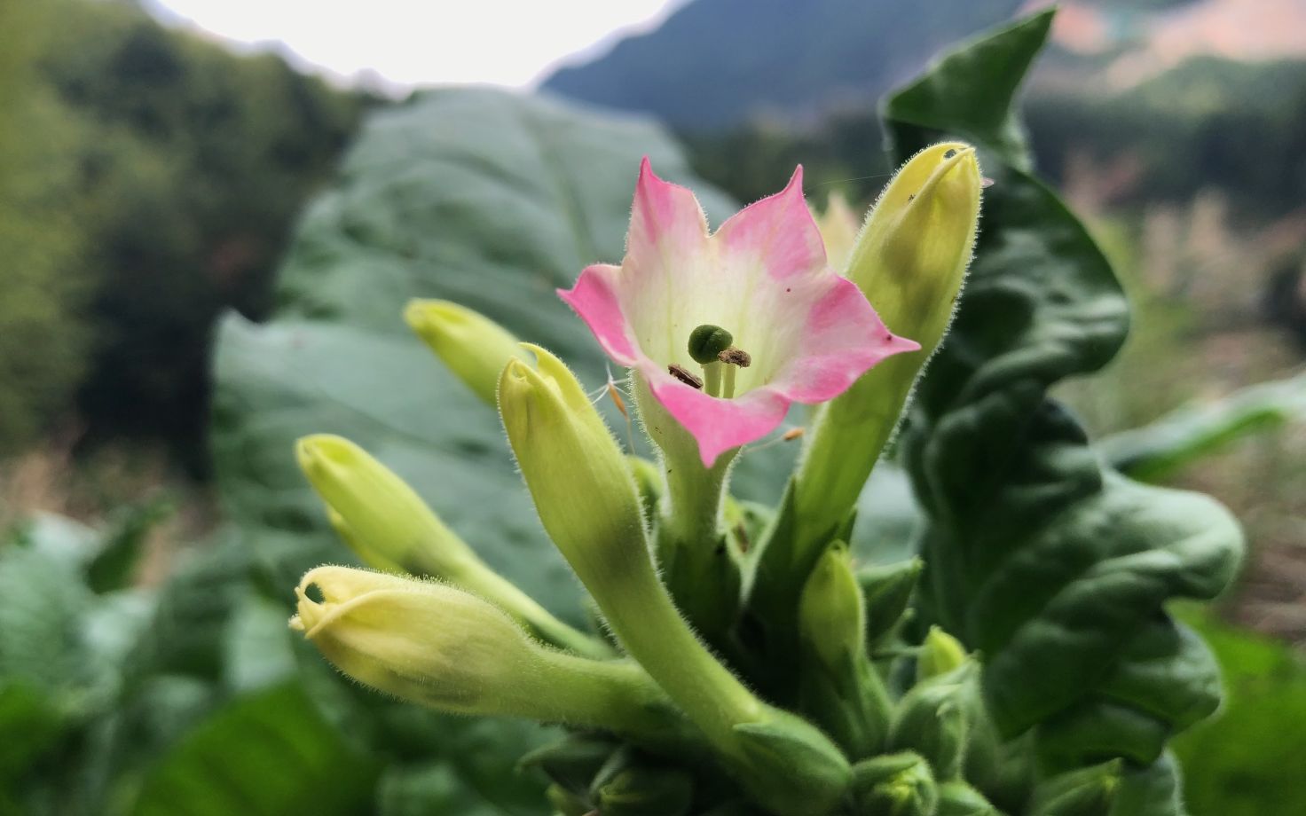 "烟草"认识吗?除了能制香烟,还有这些用途难怪那么多人种植!