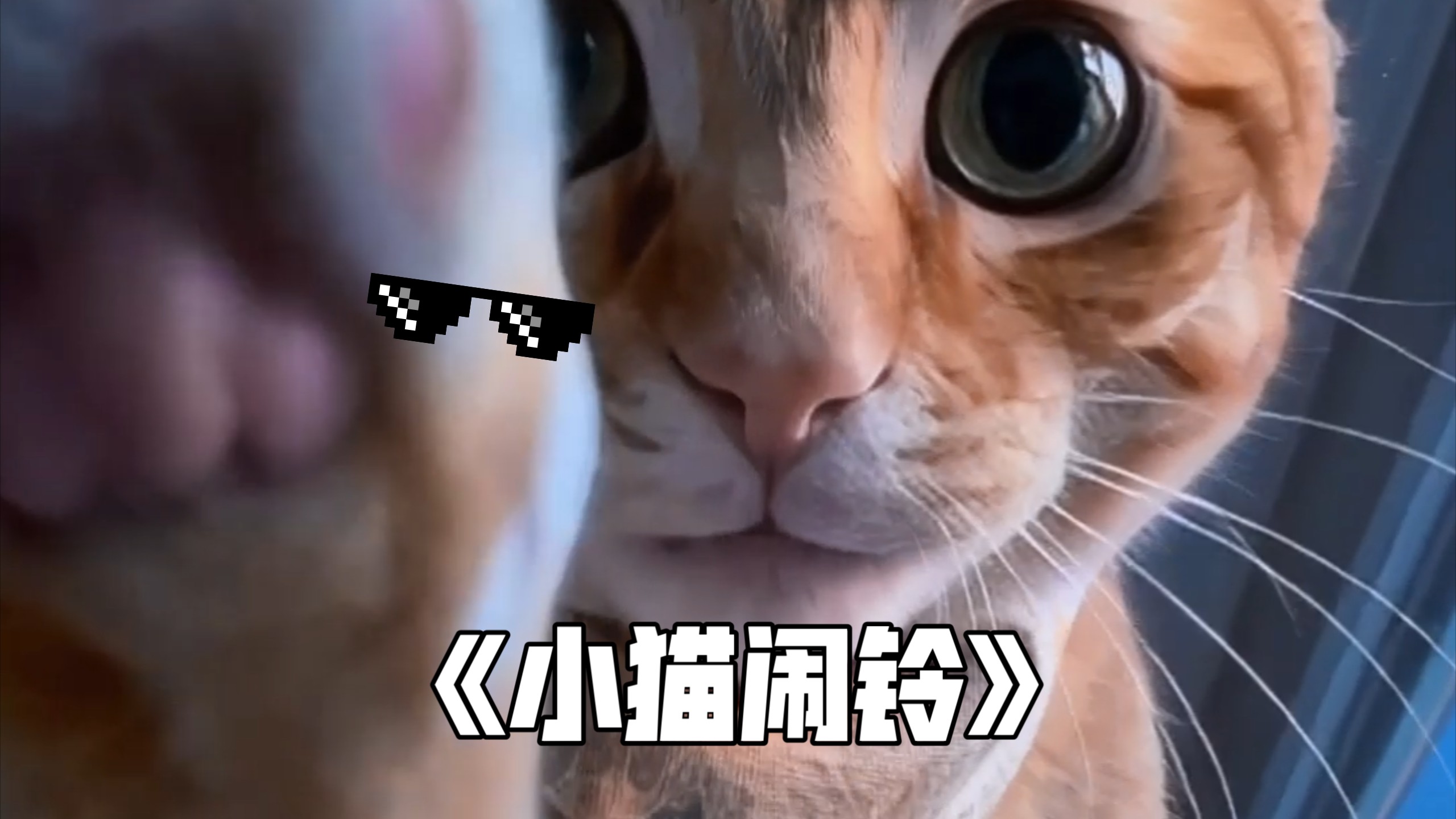 小猫咪叫你起床背后的真实原因