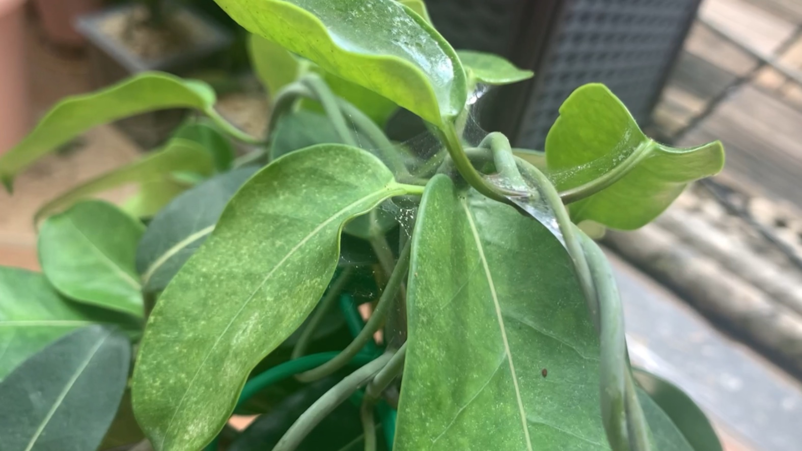 一颗得了红蜘蛛的茉莉花,讲述一下我对付红蜘蛛的方法,还满有效的!