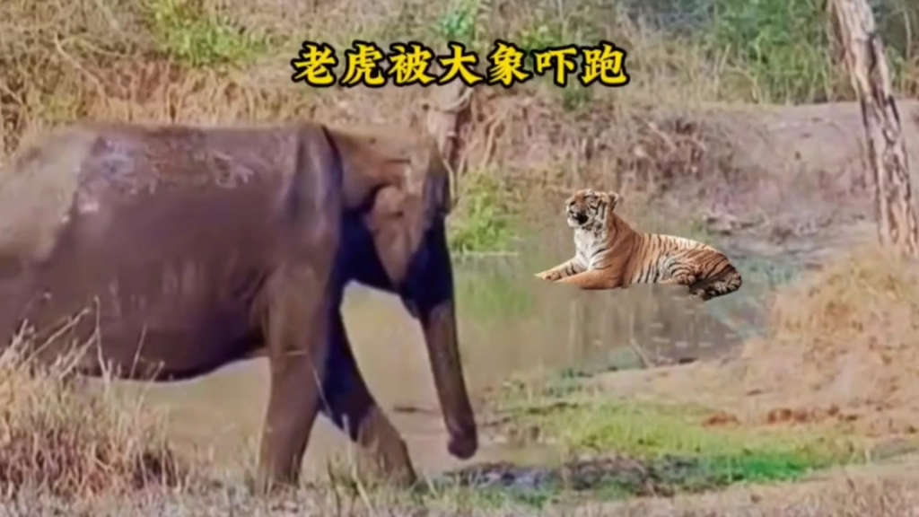 老虎虽然很威猛!但遇到大象也得认怂