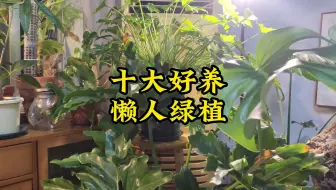 十大最好养的懒人绿植，好活耐养，一两个月不浇水没啥问题