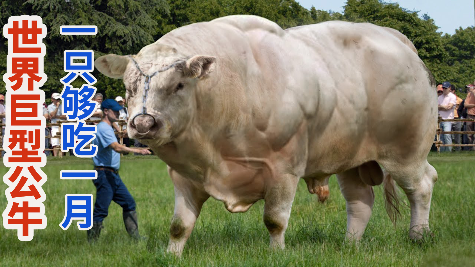 世界著名巨型公牛大比拼,全身是肉一只够吃一个月!