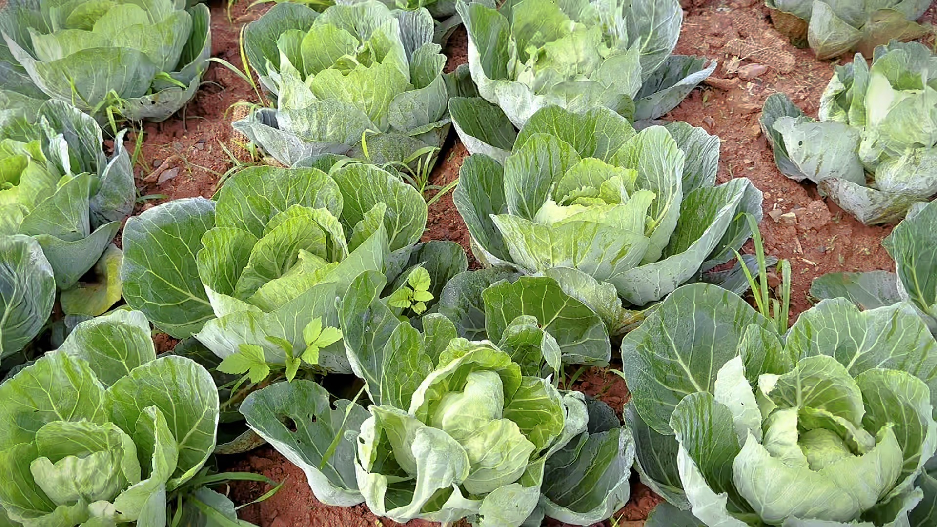 汗洒热情土焕彩,品种丰富韵相连.青菜萝卜与薯淀,辣椒茄子豆角全.