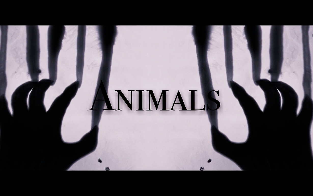 【毒埃丨埃毒】Animals哔哩哔哩bilibili