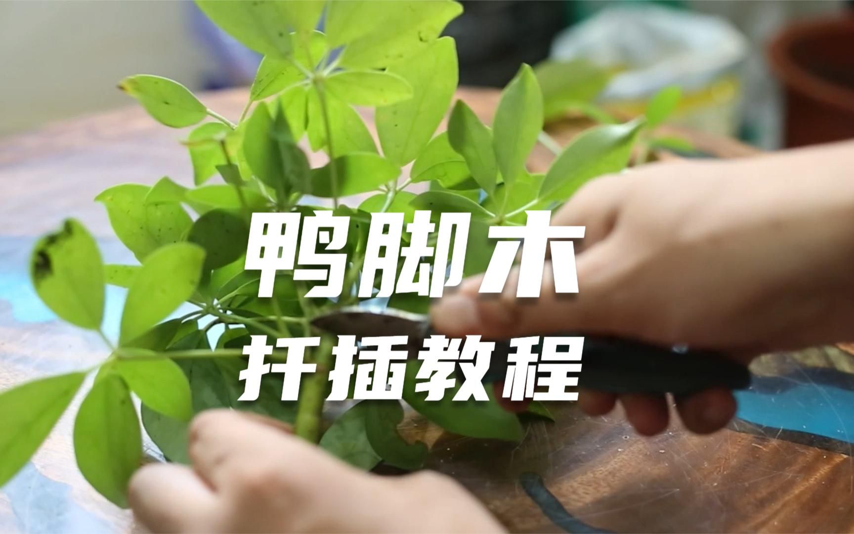 园艺师教你扦插鸭脚木,这可能是关于鸭脚木,最全面的繁殖教程了_哔哩