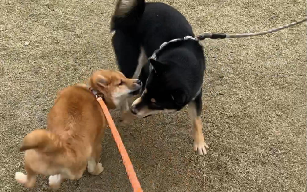 两只小柴犬打架也太好笑了吧