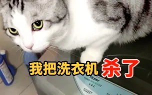 家里淹水主人不关洗衣机，猫咪气得自己关了