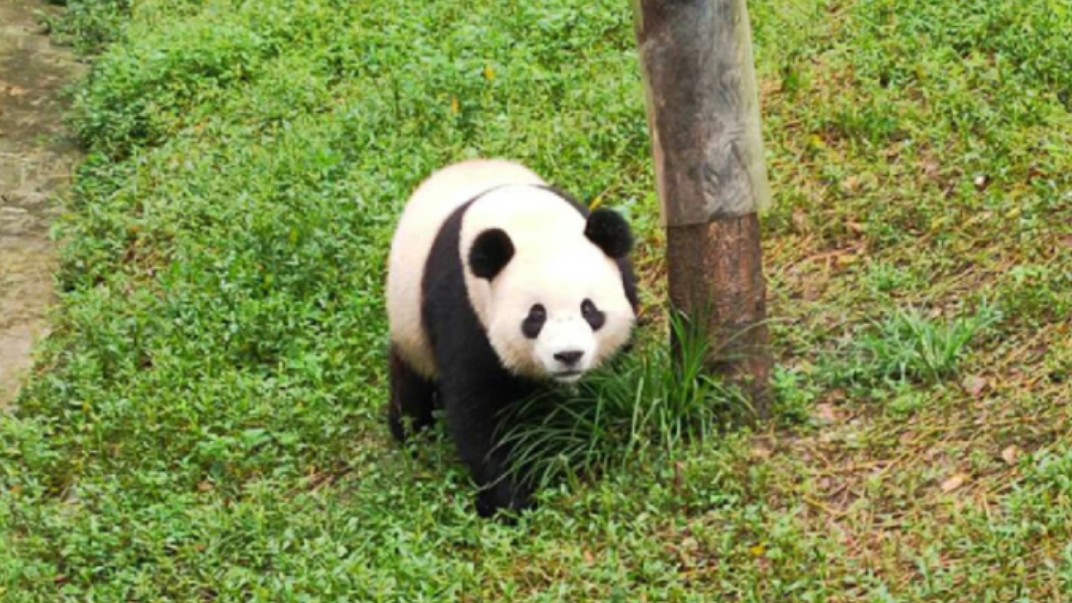 【宝力搬离神树坪,粉丝崩溃大哭,新住进来的南小月一脸懵.熊猫中心宣布:宝力+青宝搬进都江堰非展区,进行隔离检疫】我们以前预测,宝力+青宝会在...