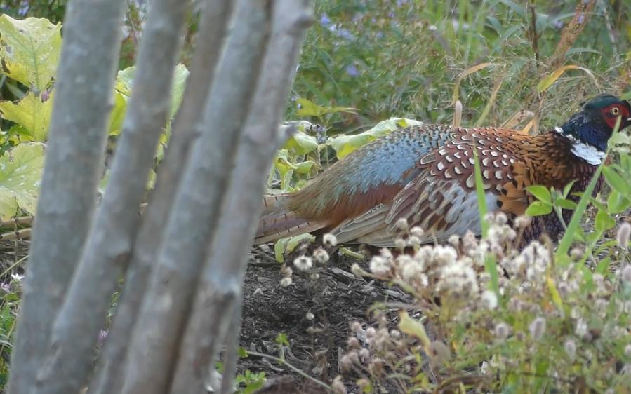 野鸡,又称雉鸡,环颈雉,属于鸡形目雉科,是分布广泛的一种野生鸟类