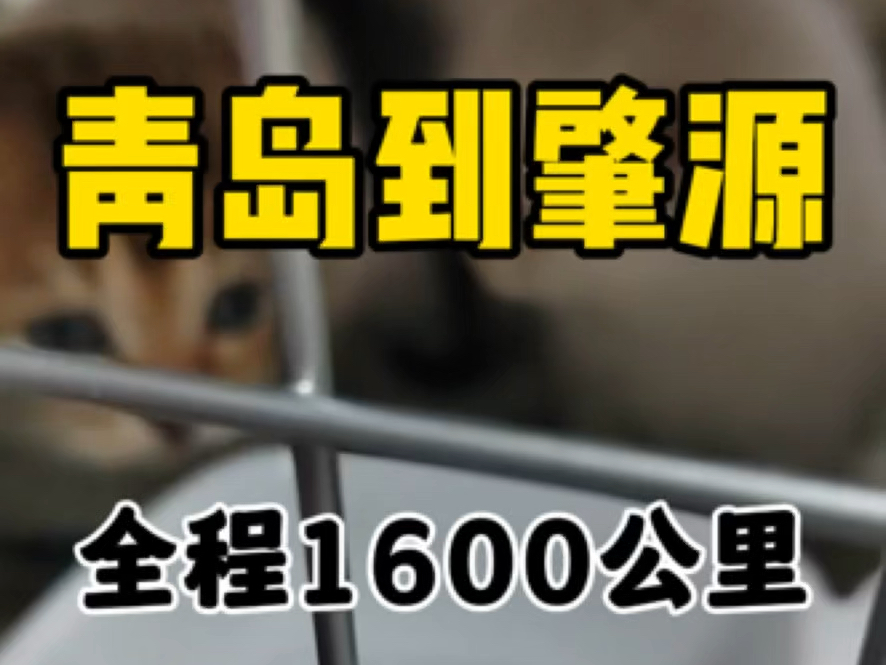 青岛黄岛区到黑龙江大庆市肇源县宠物托运,全程1600公里.上门接送五只小猫,感谢客户的信任与支持,平安到家.哔哩哔哩bilibili