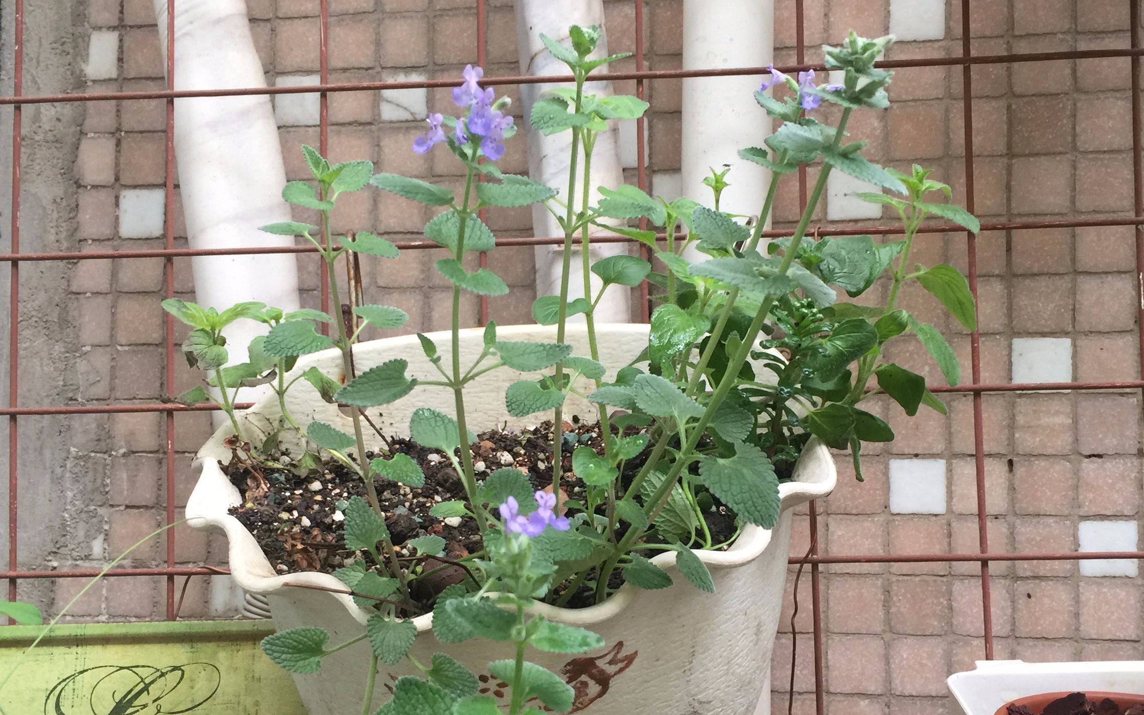 楼底小花园边边角角的猫薄荷开花了感觉可以代替薰衣草