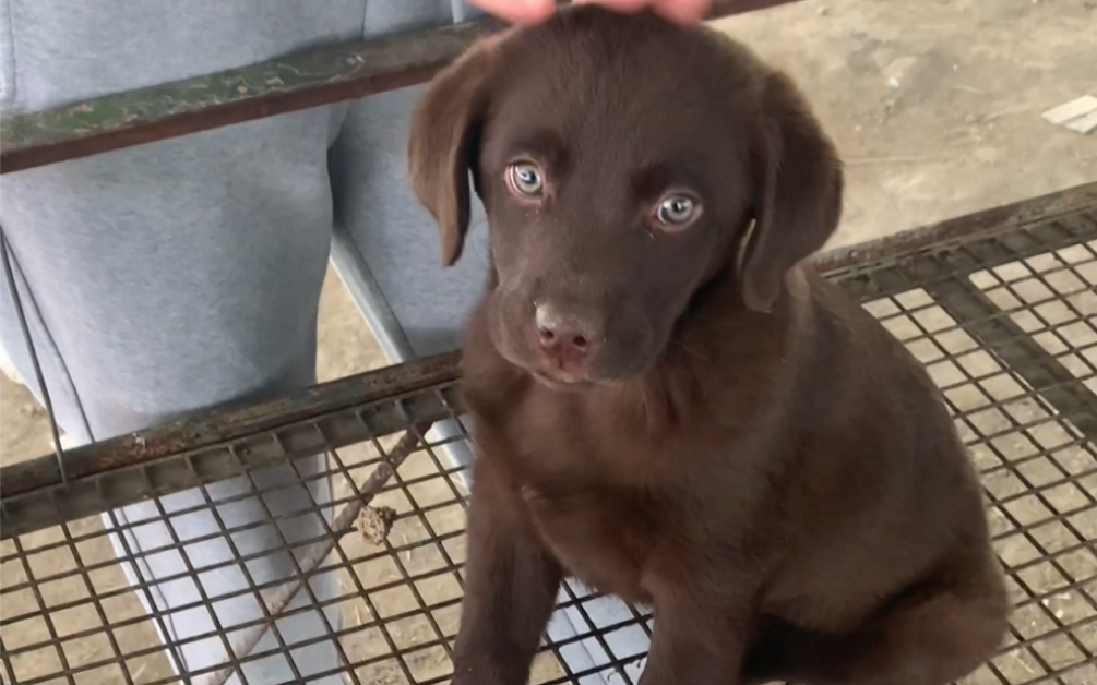 给外地粉丝淘一只咖啡色拉布拉多