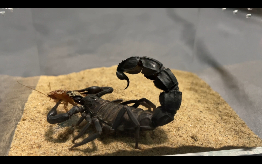 沙漠卧龙 欣赏角度完美 北非黑肥尾蝎/毛里塔尼亚杀人蝎 androctonus