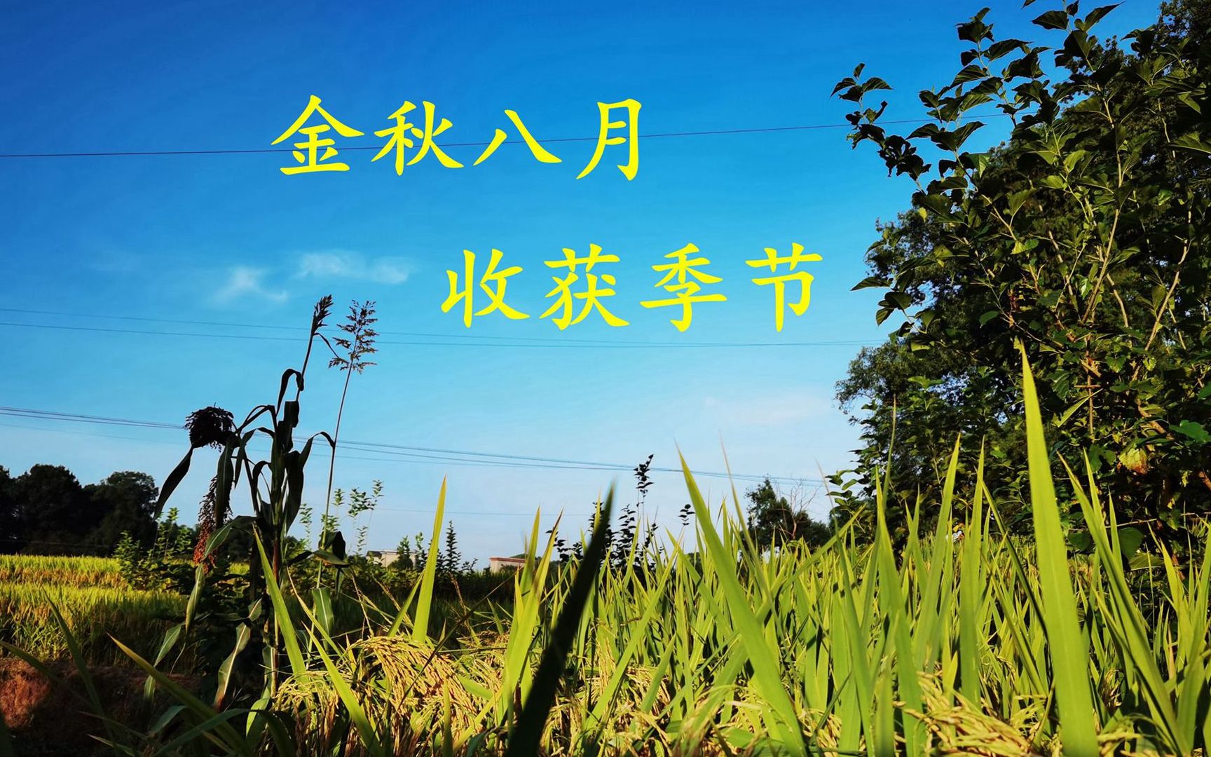 金秋八月,收获的季节,你妈喊你回家打谷子