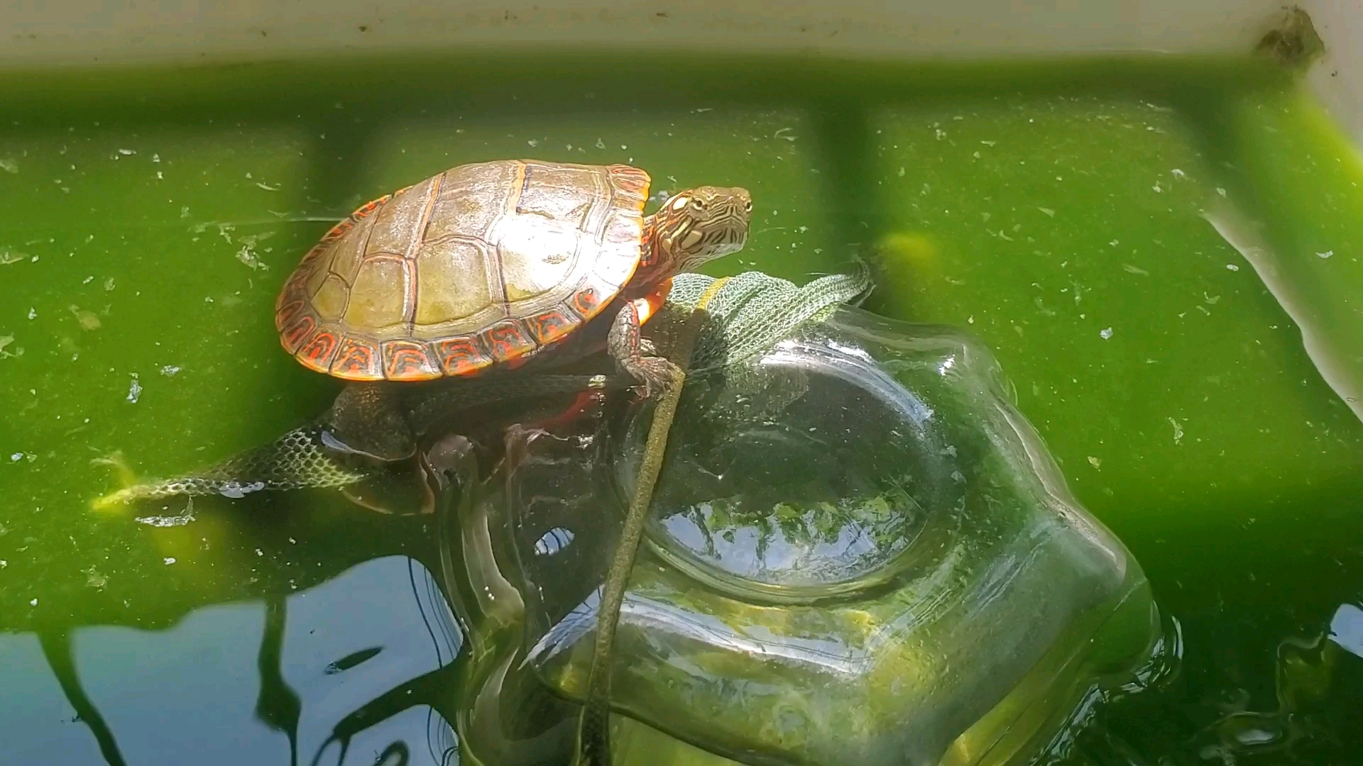 东锦龟,绿水养水体还是相对稳定_哔哩哔哩_bilibili