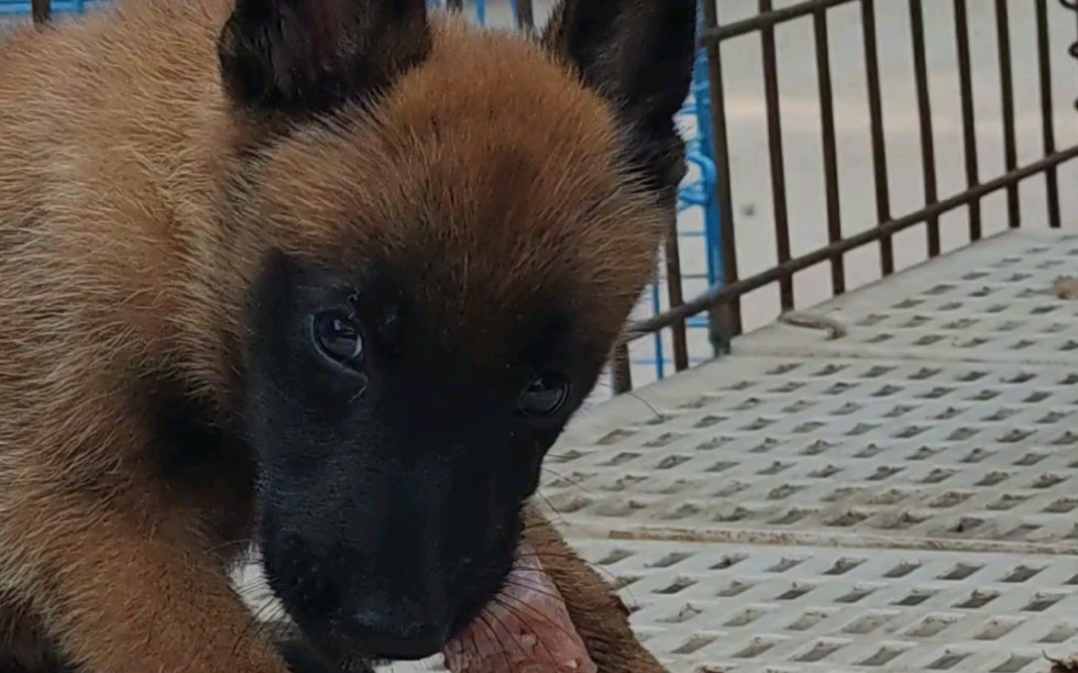 110-给大家表演个40来天小马犬吃鸡头_哔哩哔哩_bilibili