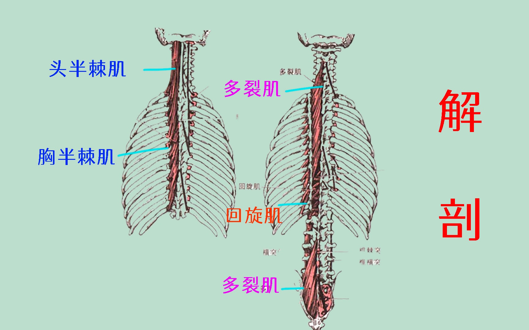 多裂肌的位置图图片