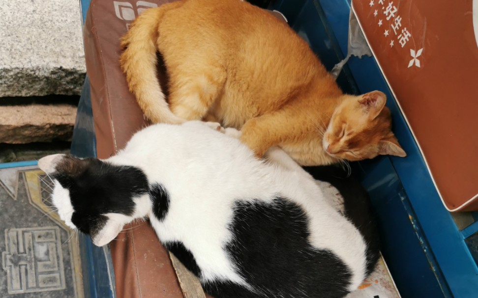 下班路上,蹭蹭别人家的猫咪～_哔哩哔哩_bilibili