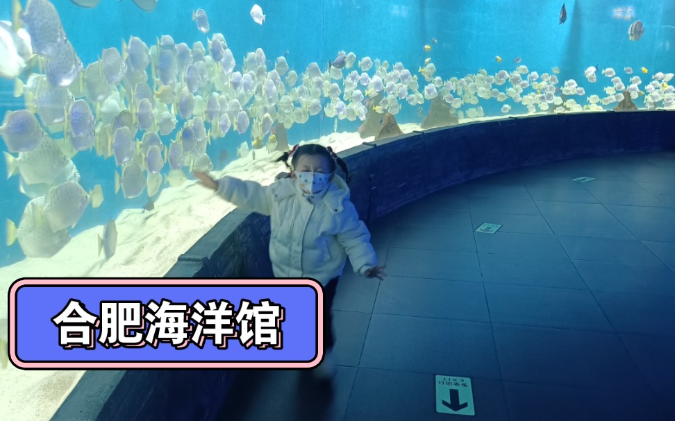 带宝宝去合肥海洋馆玩了一下,小家伙可开心了,海豚表演真精彩