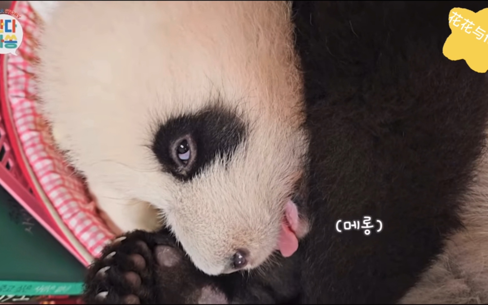 辉宝对不起…但是你好好笑! 辉宝个人技:翻白眼 假si