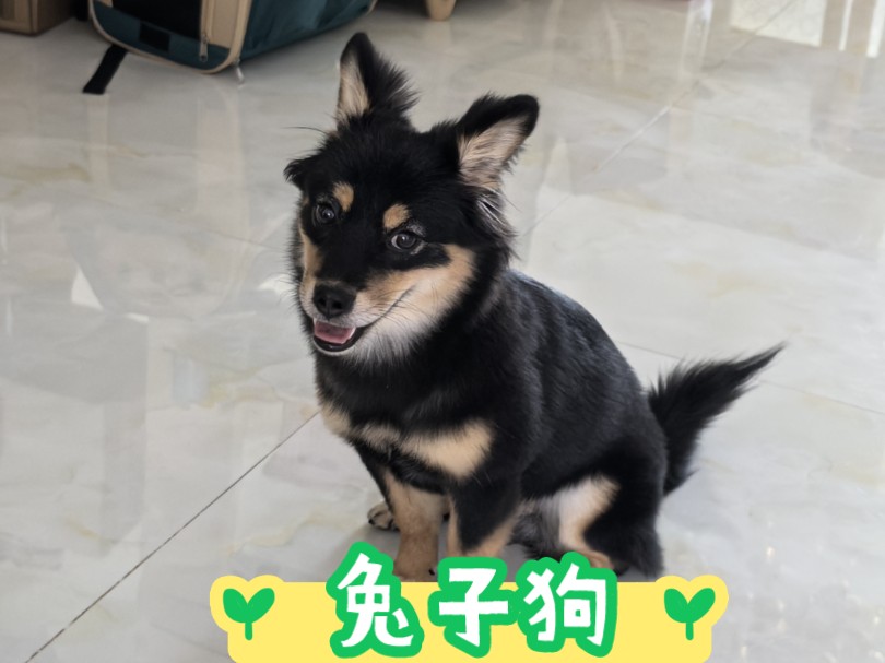 我有一只兔子狗!小耳朵