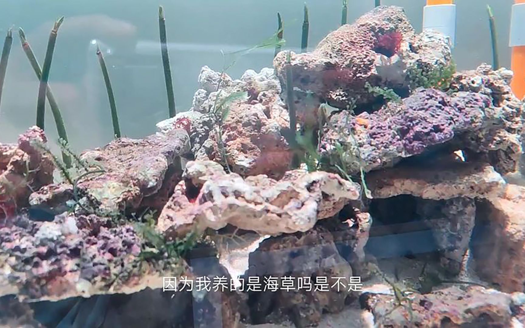 [图]像一颗海草海草海草海草，海草缸今天它来啦