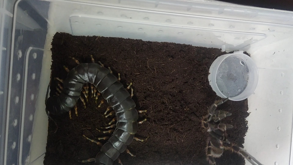 加拉帕戈斯巨人蜈蚣捕食13cm公所罗门