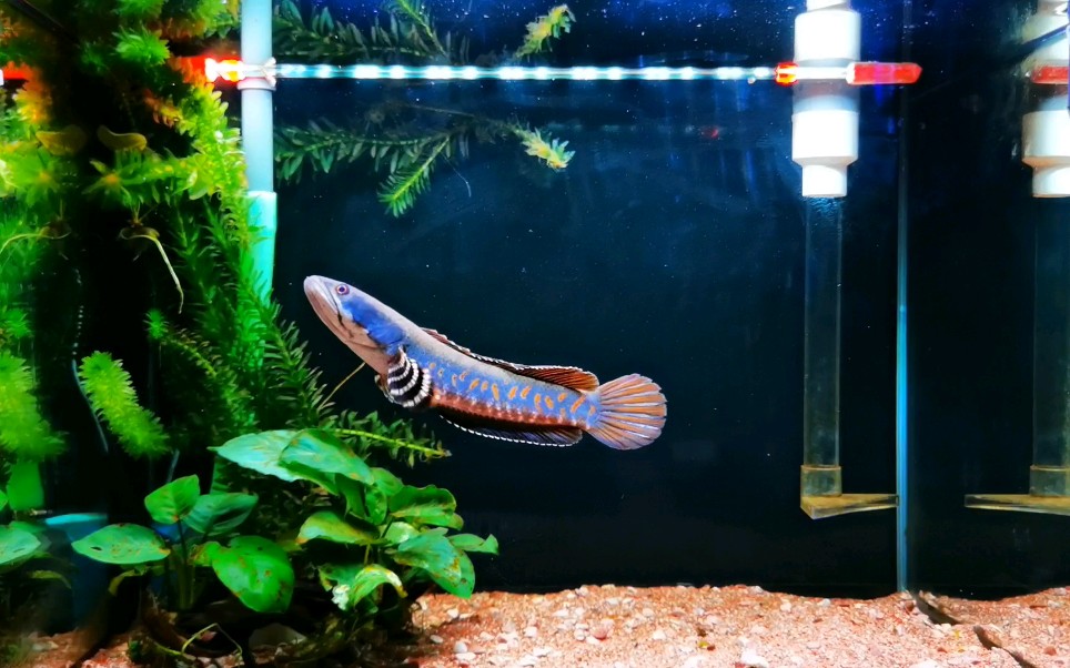 喜欢这抹蓝#幻彩红宝石雷龙