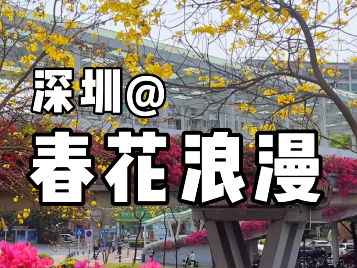 黄花风铃木,盛开深圳的春日浪漫.#vlog日常 #深圳 #踏青赏花正当时#黄花风铃木哔哩哔哩bilibili