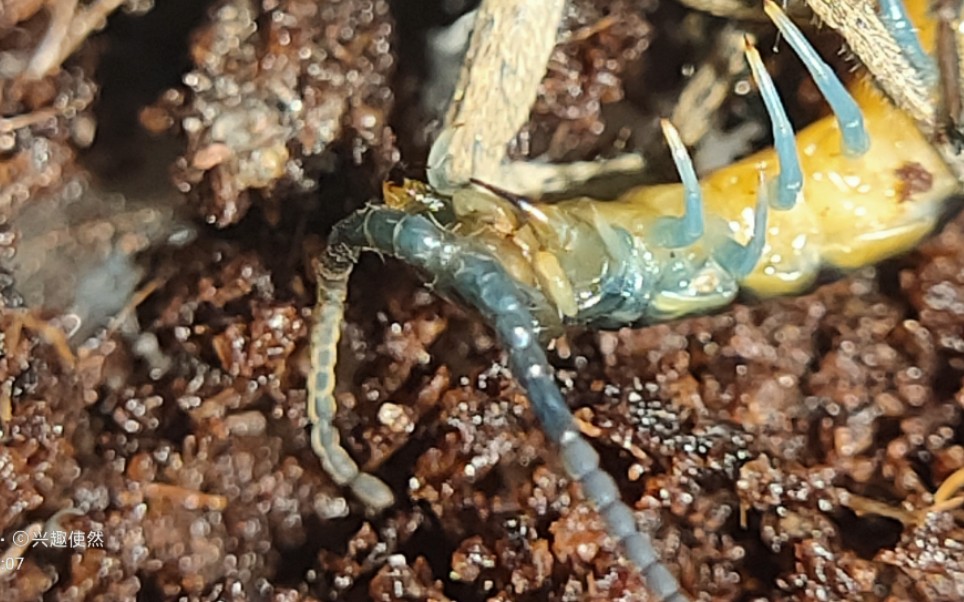 毕节蓝禄丰蜈蚣缠斗利氏舞蛛