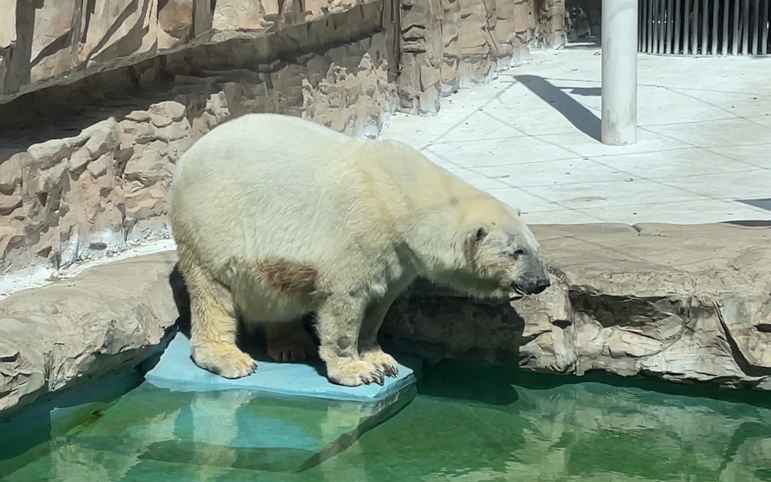 憨憨北极熊的日常 — (北京动物园)