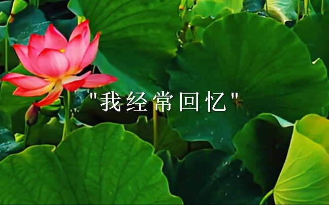 [图]花开花落花无悔，花谢花悲花为谁.