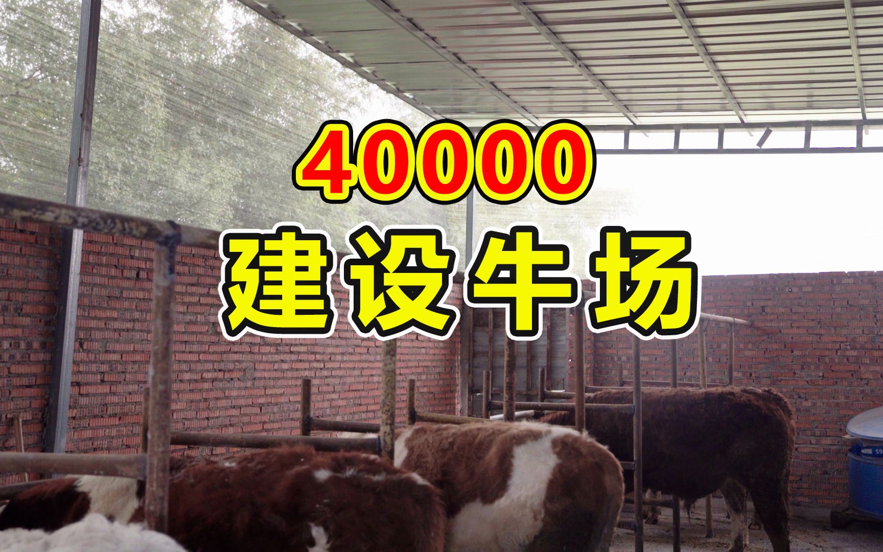 这个只花了40000块建的养牛场怎么样?轻松容纳20头牛,经济又实惠哔哩哔哩bilibili