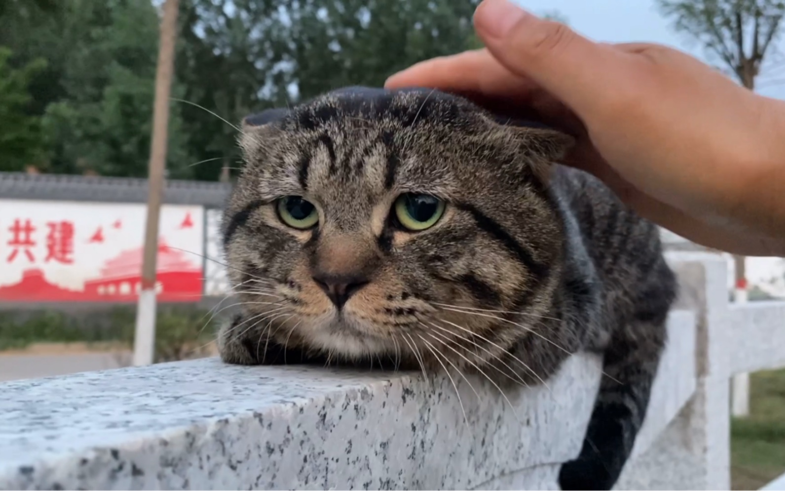 [图]b站最委屈的猫磁悬浮列猫，据说刷到视频的人都会被他的委屈脸深深吸引？你有没有沦陷呢