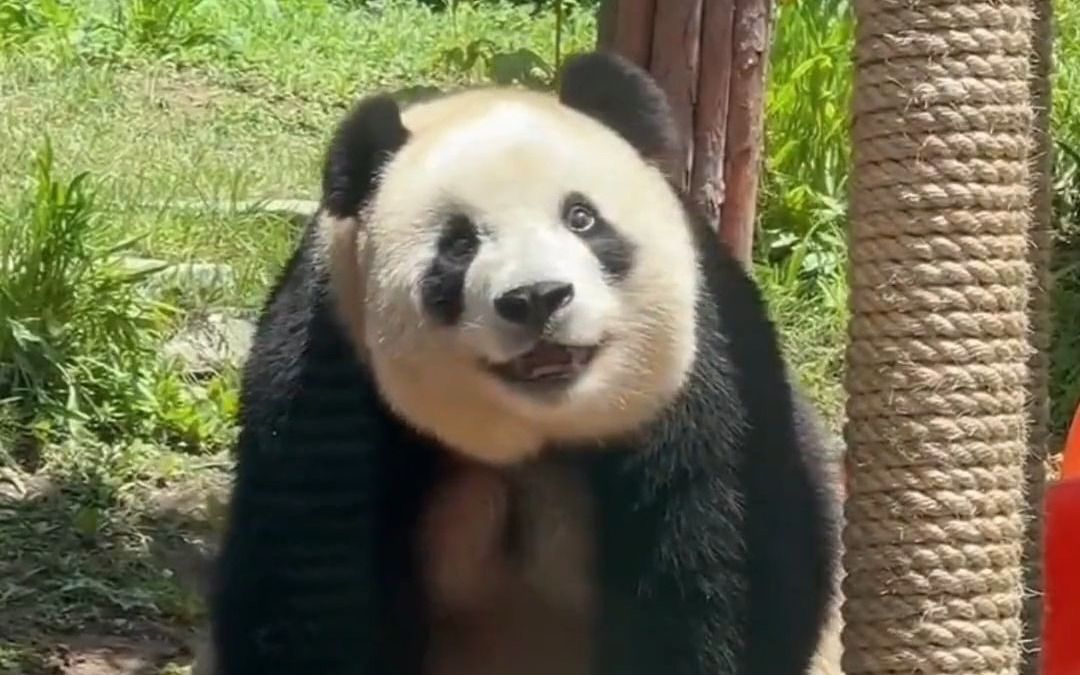 笑得这么开心,熊猫飞云是看到了什么吗?
