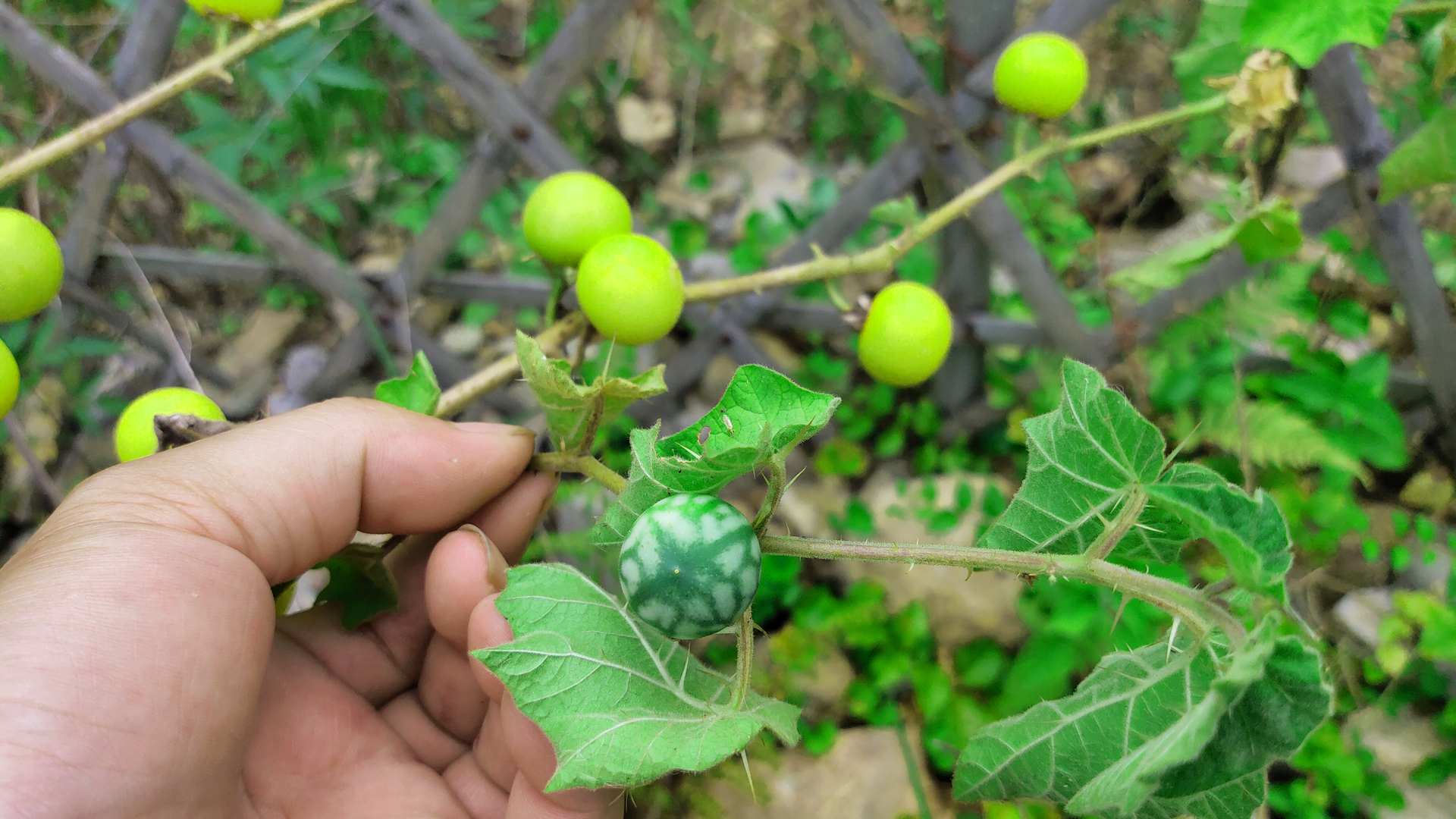 长得像小西瓜的这种植物 不要随便食用 大家来了解一下