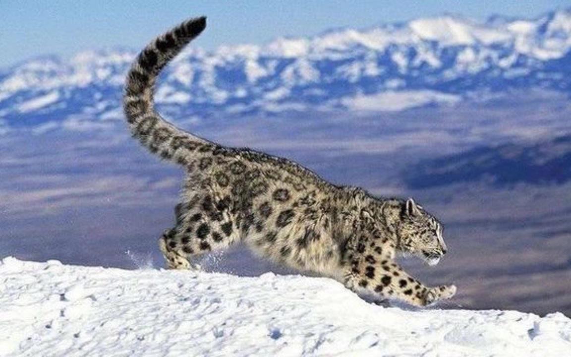 【科普】最美的猫科动物,雪豹