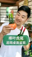 Download Video: 桌面绿植小盆栽棒叶虎尾兰，非常适合摆在办公室哦！#棒叶虎尾兰#绿植 #园艺