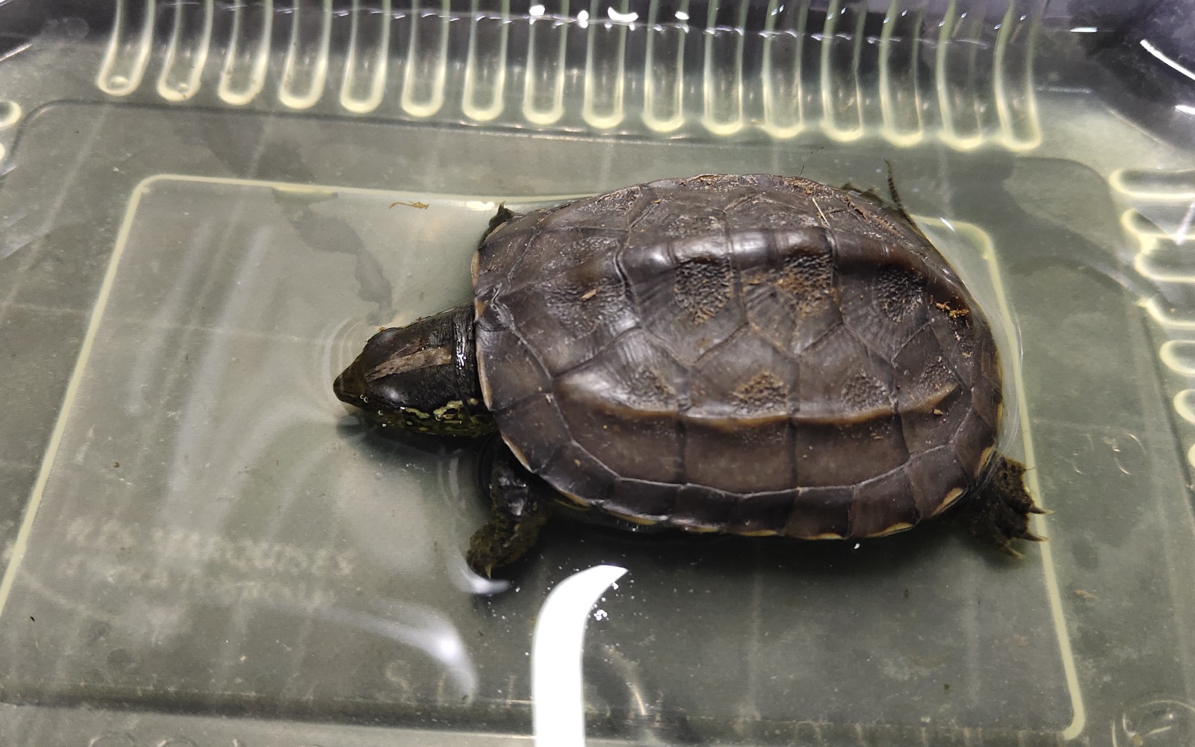 活动作品红壳金线中华草龟一期翻车了的开箱视频