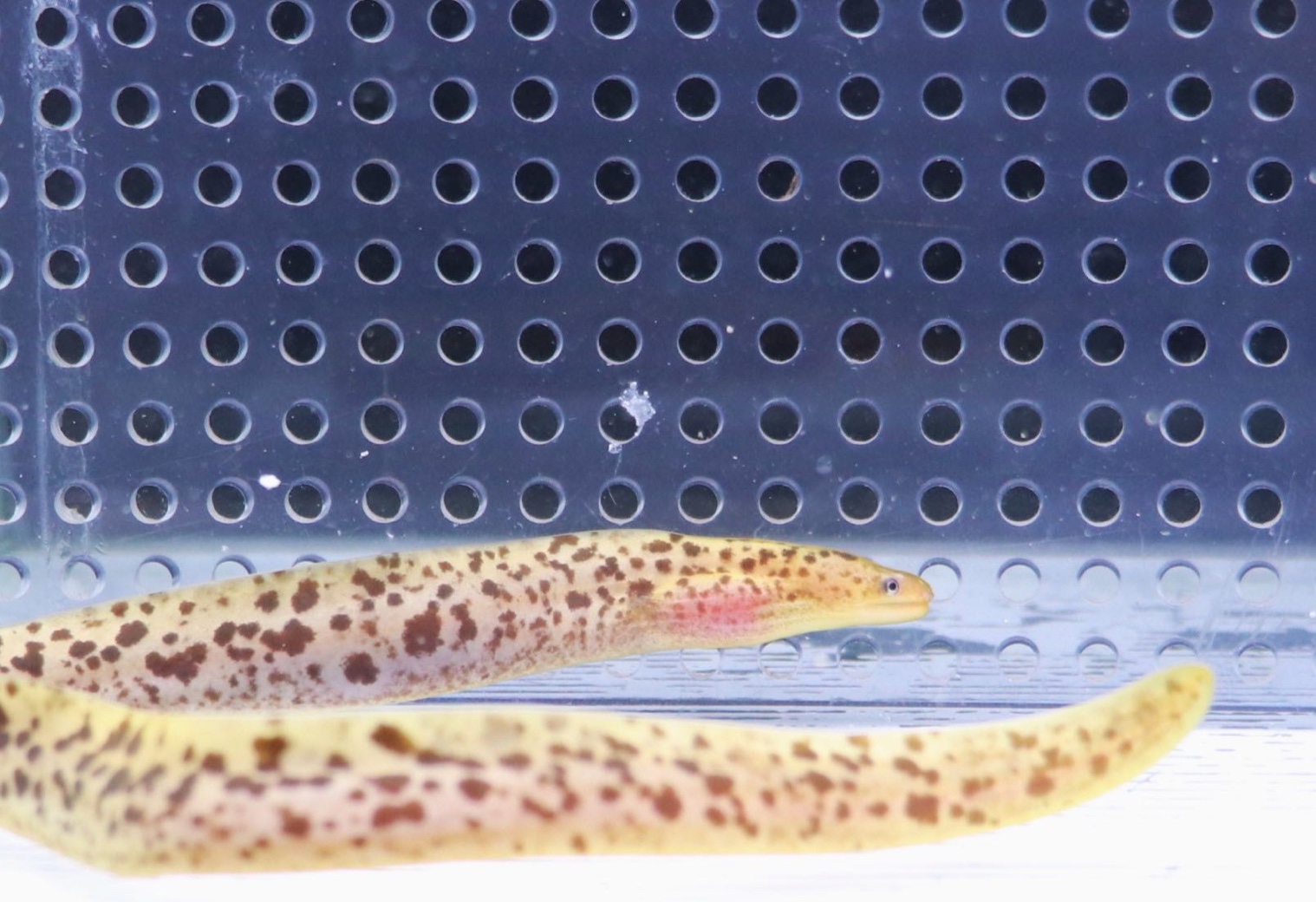 【搬运】豹纹裸胸鳝(黄金豹纹鳗gymnothorax polyuranodon)