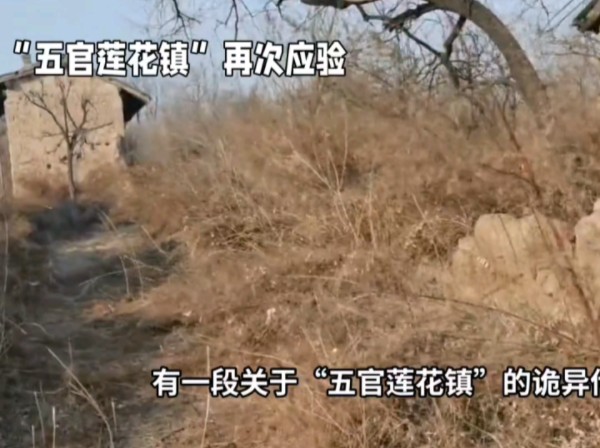 "五棺莲花阵"再次应验