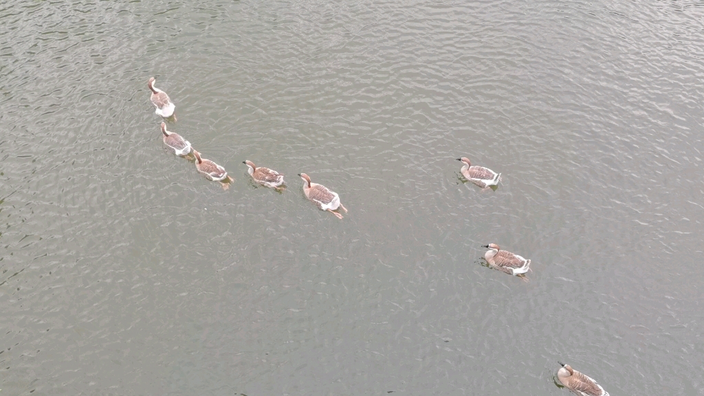 一起下河游泳鸭